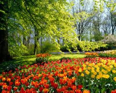 Tapeta Nature Flowers 657.jpg